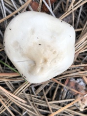 Zhuliangomyces
