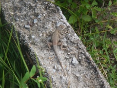 Tropidurus