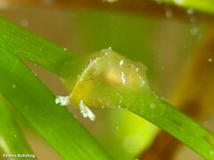 Petalifera petalifera