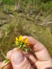 Bidens cernua