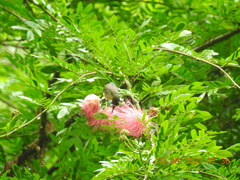 Arachnothera longirostra