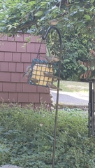 Psaltriparus minimus minimus