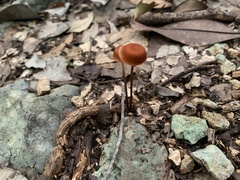Marasmius siccus
