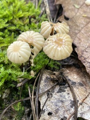 Marasmius rotula