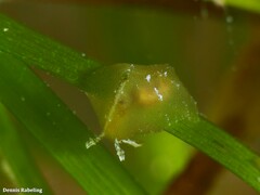 Petalifera petalifera