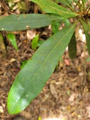 Rhododendron formosanum