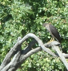Accipiter cooperii