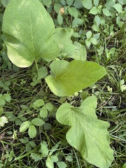 Arctium lappa