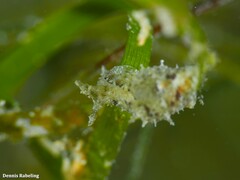 Stylocheilus polyomma