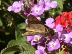 Hylephila phyleus