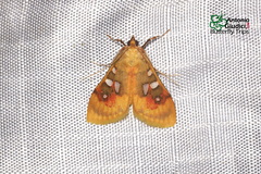 Sameodes pictalis