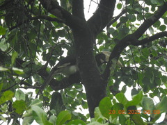 Anthracoceros coronatus