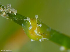 Petalifera petalifera