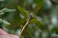 Rhododendron columbianum