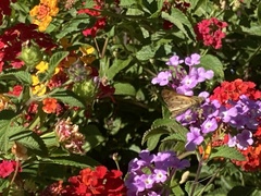 Hylephila phyleus