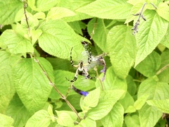 Argiope aurantia