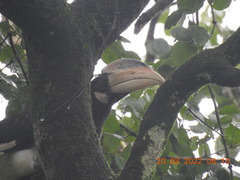 Anthracoceros coronatus