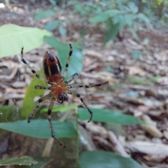 Alpaida veniliae