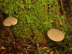 Baeospora myriadophylla