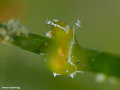 Petalifera petalifera