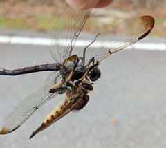 Promachus rufipes