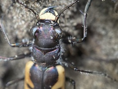 Cicindela formosa