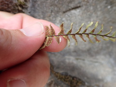 Asplenium platyneuron