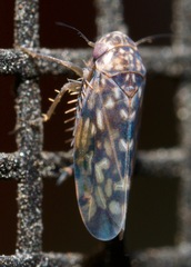 Xestocephalus