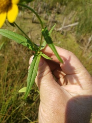 Bidens cernua