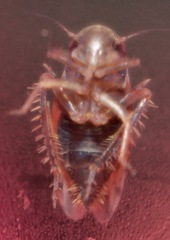 Xestocephalus