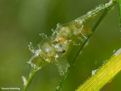 Vallicula multiformis