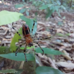 Alpaida veniliae
