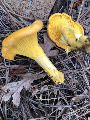 Rainbow Chanterelle