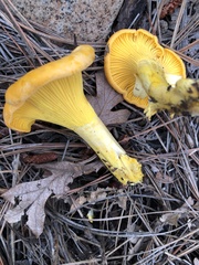 Cantharellus roseocanus