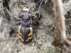 Cicindela formosa