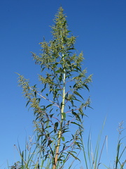 Rumex verticillatus