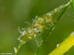 Vallicula multiformis