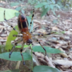 Alpaida veniliae