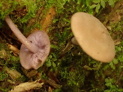 Baeospora myriadophylla