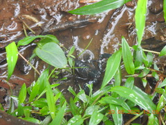 Sahyadrimetrus