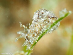 Stylocheilus polyomma