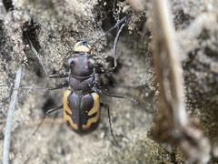 Cicindela formosa