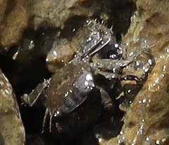 Pachygrapsus marmoratus