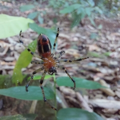 Alpaida veniliae