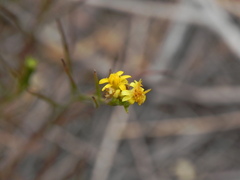 Gutierrezia californica