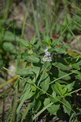 Mentha arvensis