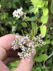 Mikania scandens