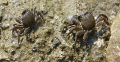 Pachygrapsus marmoratus