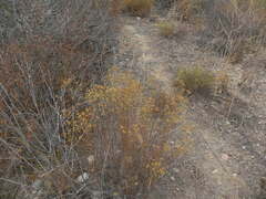 Gutierrezia californica