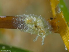 Petalifera petalifera